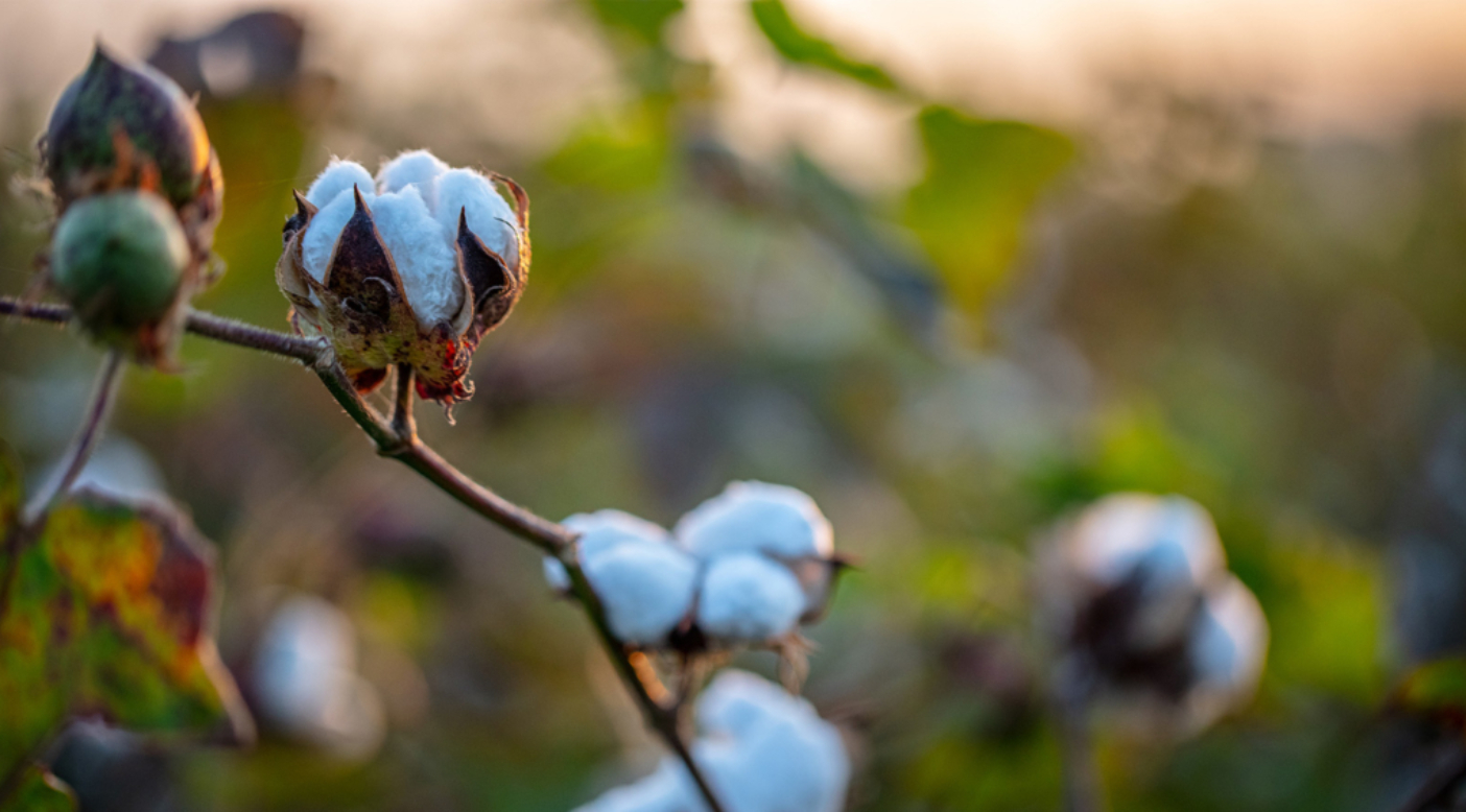 Gran parte de lo que vendemos es cultivado, por eso es que estamos invirtiendo en agricultura orgánica regenerativa, un conjunto de métodos agrícolas que conservan el agua, restauran el suelo y remueven el carbono de la atmósfera. ¿Cuánto CO2 puede capturar realmente la agricultura regenerativa? Estamos averiguándolo en granjas familiares de algodón, como la que se ve en esta foto cerca de Madhya Pradesh, India. Foto: Tim Davis