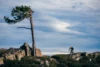 Making Dirt Magic: Sierra Buttes Trail Stewardship