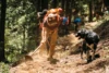 Making Dirt Magic: Sierra Buttes Trail Stewardship