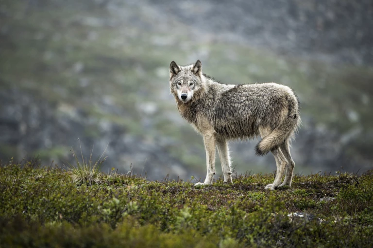 Where Life Begins: Patagonia Ambassadors Explore the Arctic National Wildlife Refuge