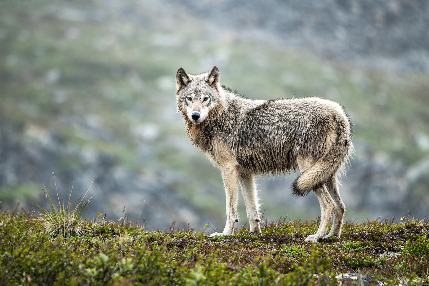The Arctic Refuge is home to gray wolves, including this one seen in the Jago River valley, Alaska. Photo: Austin Siadak