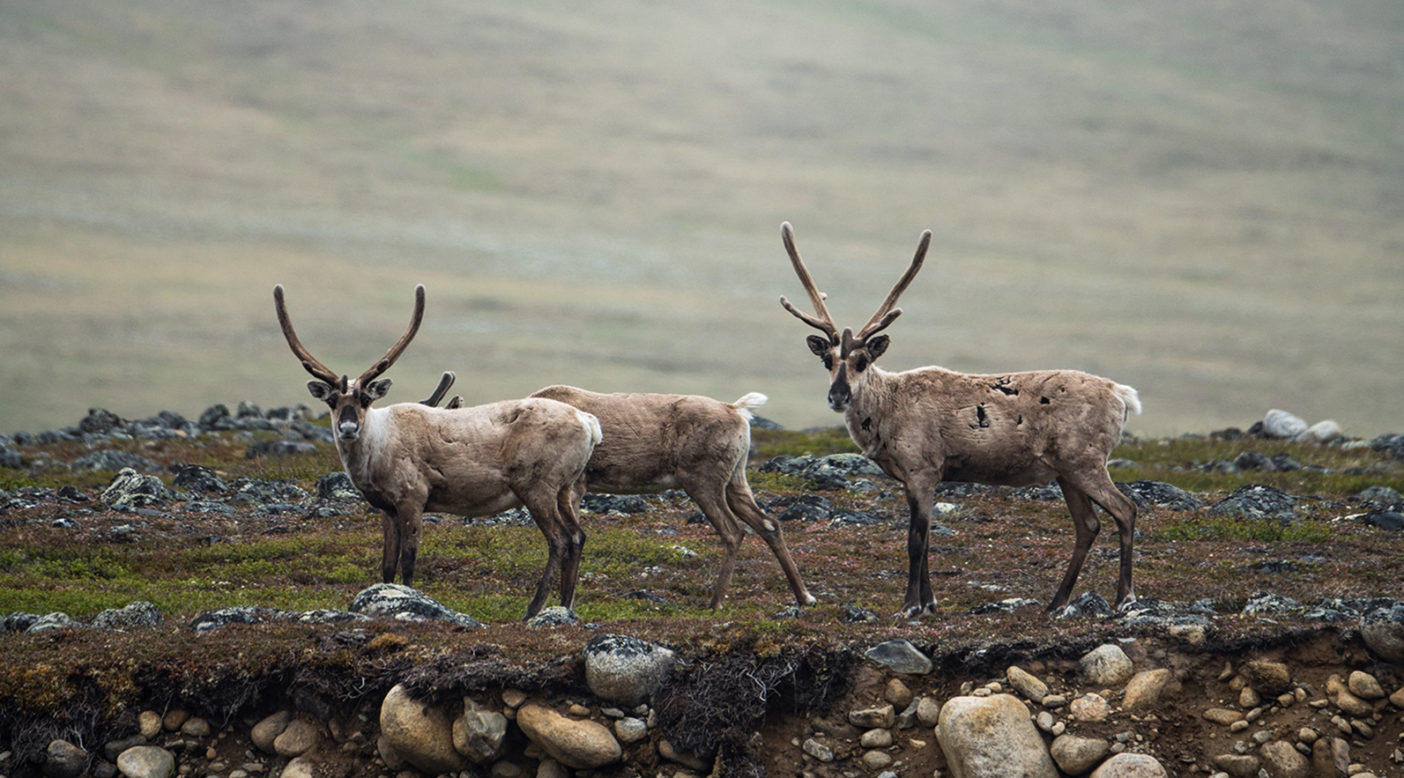 Caribou from the Porcupine Caribou Herd cross the braided streams of the Jago River in the Arctic National Wildlife Refuge, Alaska. The Gwich’in call the coastal plain of the Refuge “The Sacred Place Where Life Begins” because it is the birthing and nursing ground of the Porcupine caribou herd. Photo: Austin Siadak
