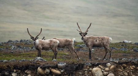 Keepers of a Way of Life: Gwich&rsquo;in Youth&rsquo;s Role in Protecting the Arctic National Wildlife Refuge