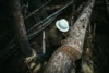 What the Trees Know: Solving the Mystery of Colorado’s Record Avalanche Season