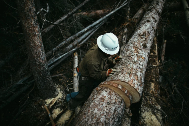 What the Trees Know: Solving the Mystery of Colorado’s Record Avalanche Season