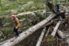 Lo que saben los árboles: Resolviendo el misterio de una temporada récord de avalanchas en Colorado