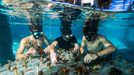 Gardening Corals before They Are Gone