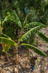 Una granja crece en la selva