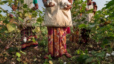 The Great Cotton Experiment