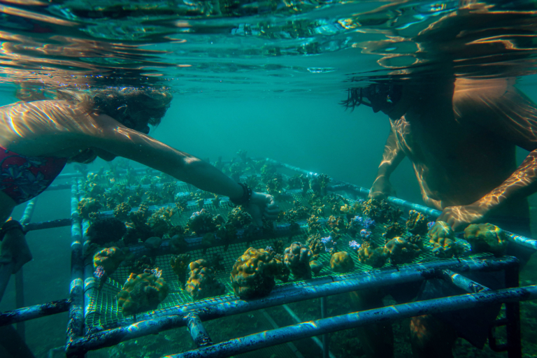 Gardening Corals before They Are Gone