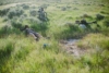 A Pedal Through the Prairie