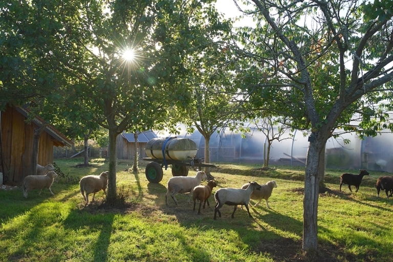 What One Small Farm Can Teach Us About Our Broken Food System