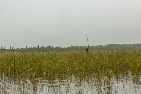 Red Lake, Green Future