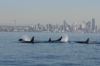 Taking Back Puget Sound