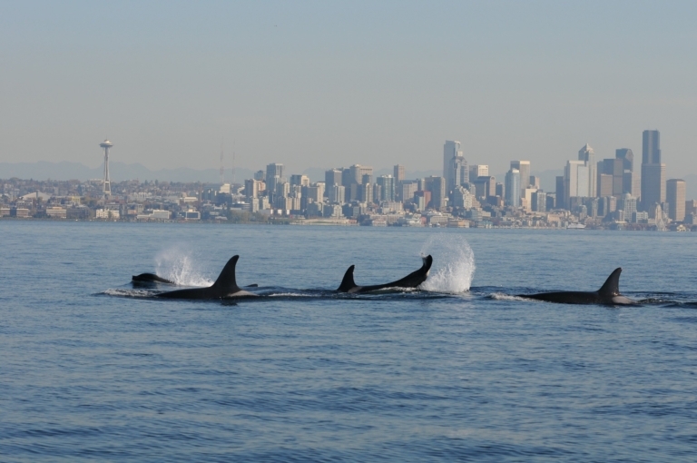 Taking Back Puget Sound