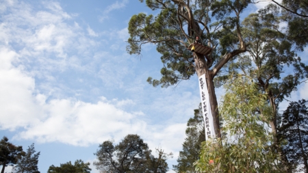 Why We Sit in Trees