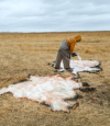 Bison Hide