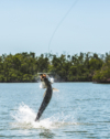 It’s All Home Water: The Crash of Florida&#8217;s Tarpon Capitol