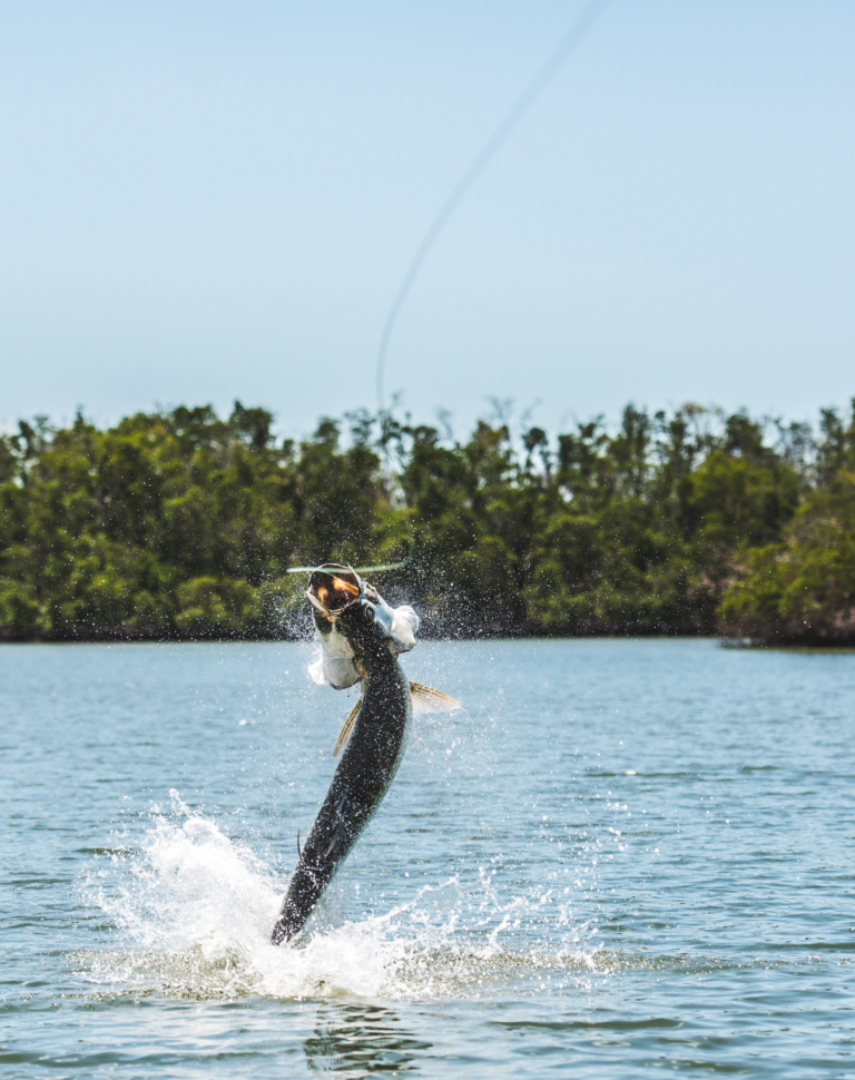 It’s All Home Water: The Crash of Florida's Tarpon Capitol