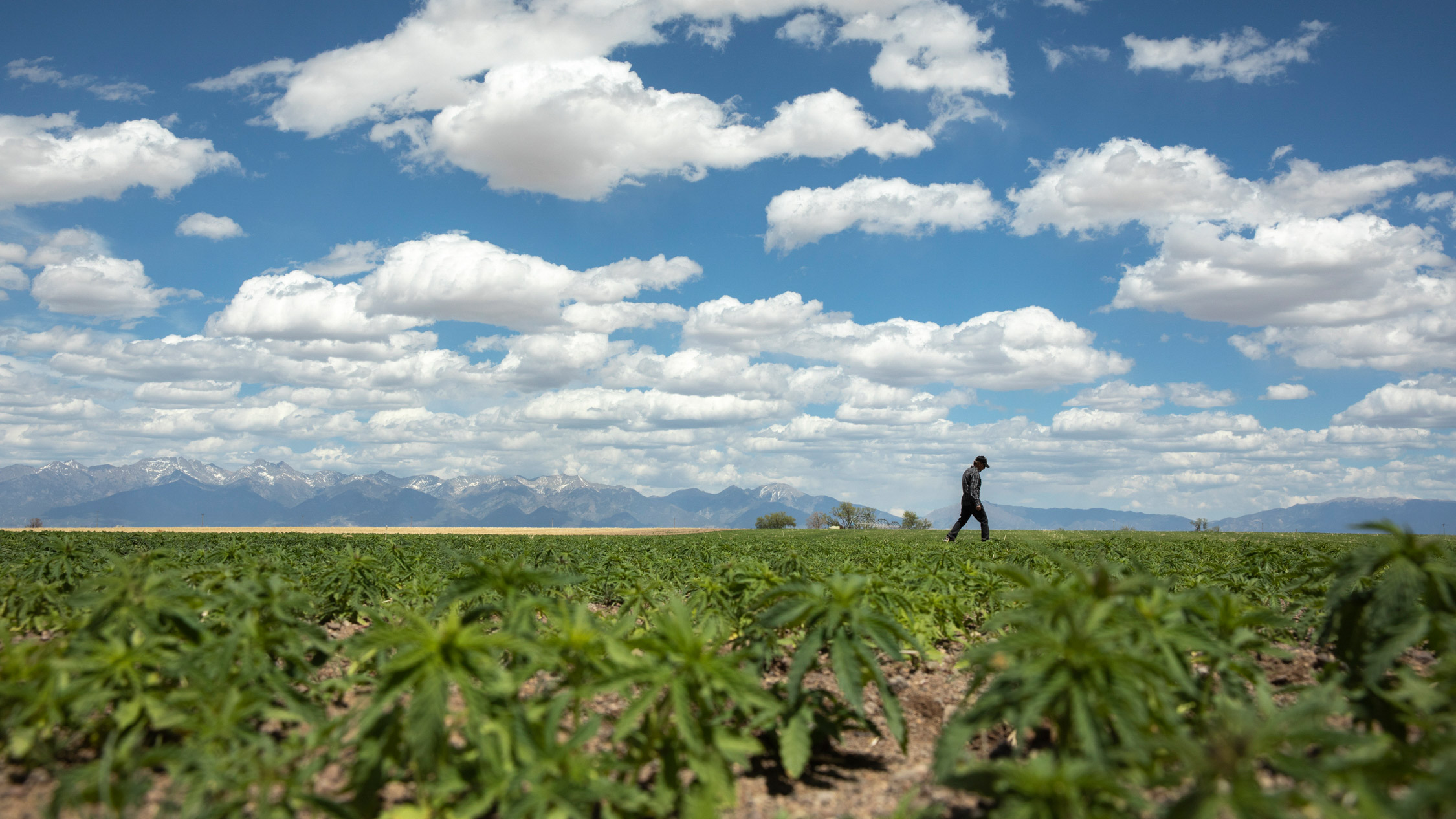 Bring Hemp Home Colorado Patagonia Stories