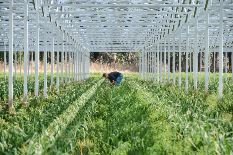 Green Reconstruction