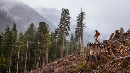 The Ancient Tree Hunter