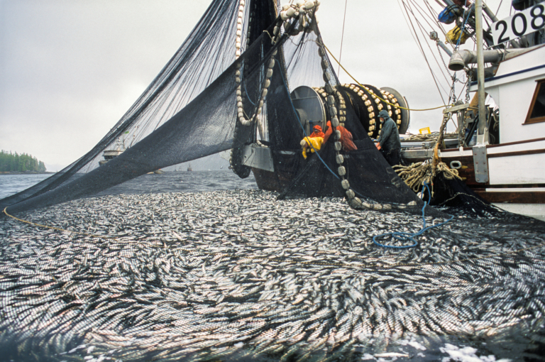 One Fish to Feed Them All