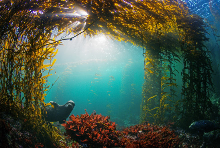 One Fish to Feed Them All - Patagonia Stories