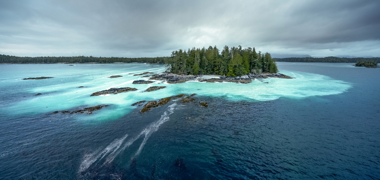 50%OFF!】 カナダ太平洋岸で釣するなら Pacific Fishes of Canada kead.al