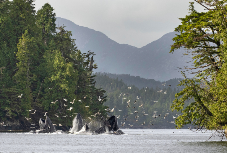 One Fish to Feed Them All - Patagonia Stories