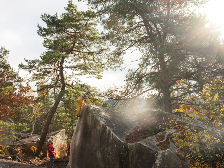 The Gifts of the Forest