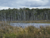 Wild Sea, Protected Land