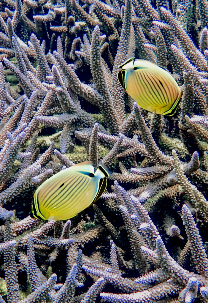 サンゴに救われるもの