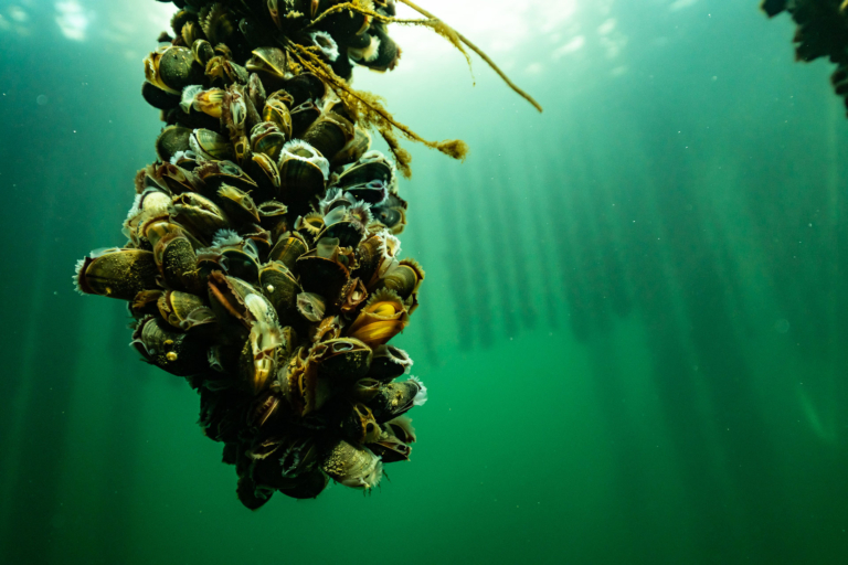 A Sea of Opportunity