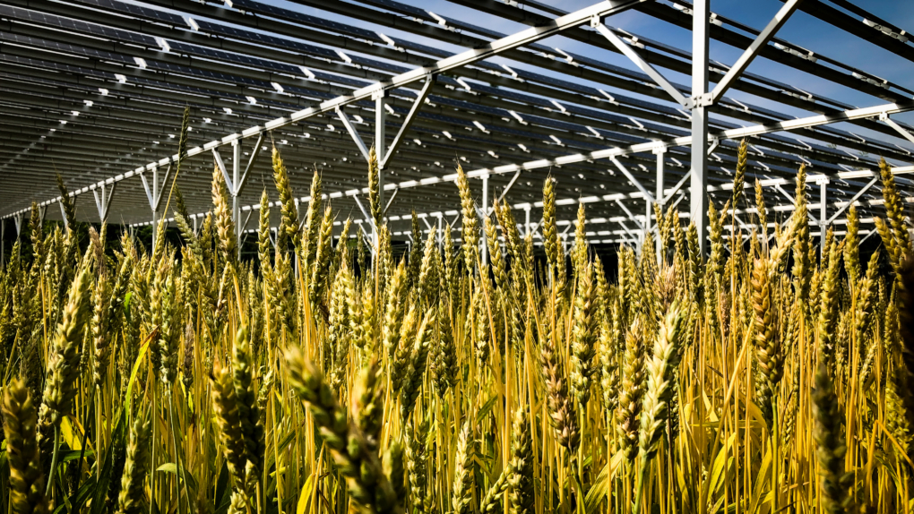 光を力に変える樹のしたで - Patagonia Stories