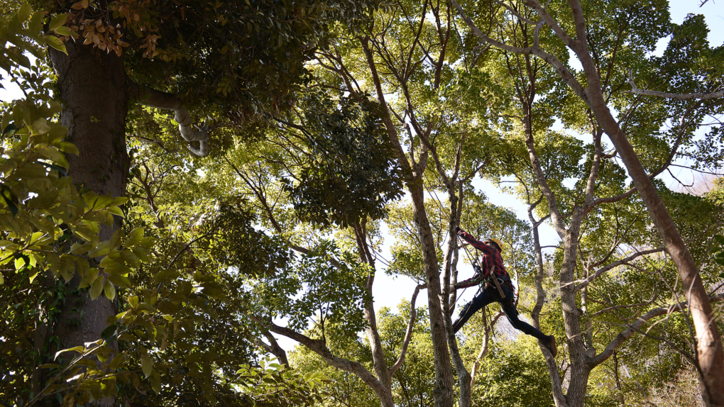 大きなクスノキの下で - Patagonia Stories