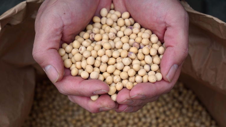 土壌再生をめざす大豆