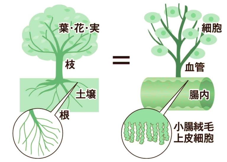 腸と森の「土」を育てることと、プラネタリーヘルス