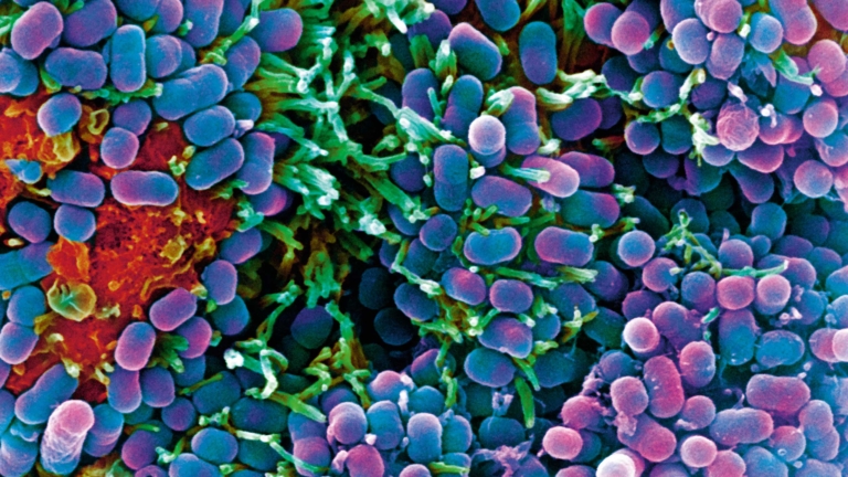 腸内微生物を育てる