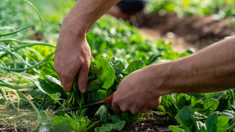 オーガニックは大切