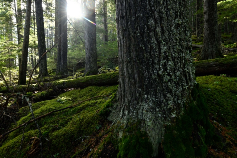 苔むした内陸温帯雨林