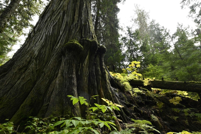 市民活動によって伐採を免れた古代林のウェスタンレッドシダー