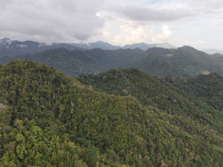 ゴロンタロ州南西部の山地に広がる熱帯林