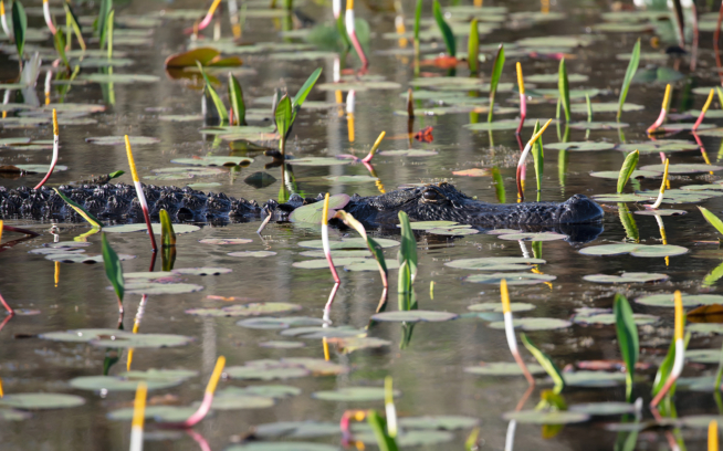 If you visit the Okefenokee National Wildlife Refuge, chances are you’ll see a few alligators. Stacy Funderburke, a regional vice president for the Conservation Fund, an organization that played a crucial role in protecting the surrounding area, once counted 63 gators on a single canoe outing with his daughters. Photo: Julie Dermansky