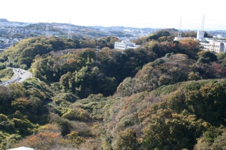 横浜・瀬上沢の森を守ろう！寄付者１万人アクション ～100円寄付で横浜に残る貴重な緑地を未来へ～