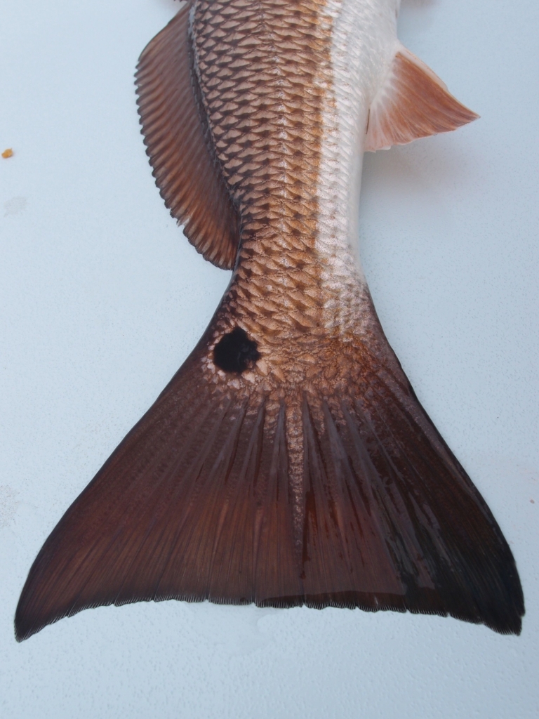 ミシシッピ・デルタとネイティブ~ルイジアナ州の魚を釣って思う