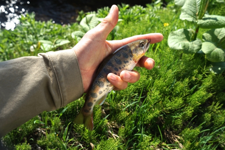 子供との釣りで思い出した僕の釣り