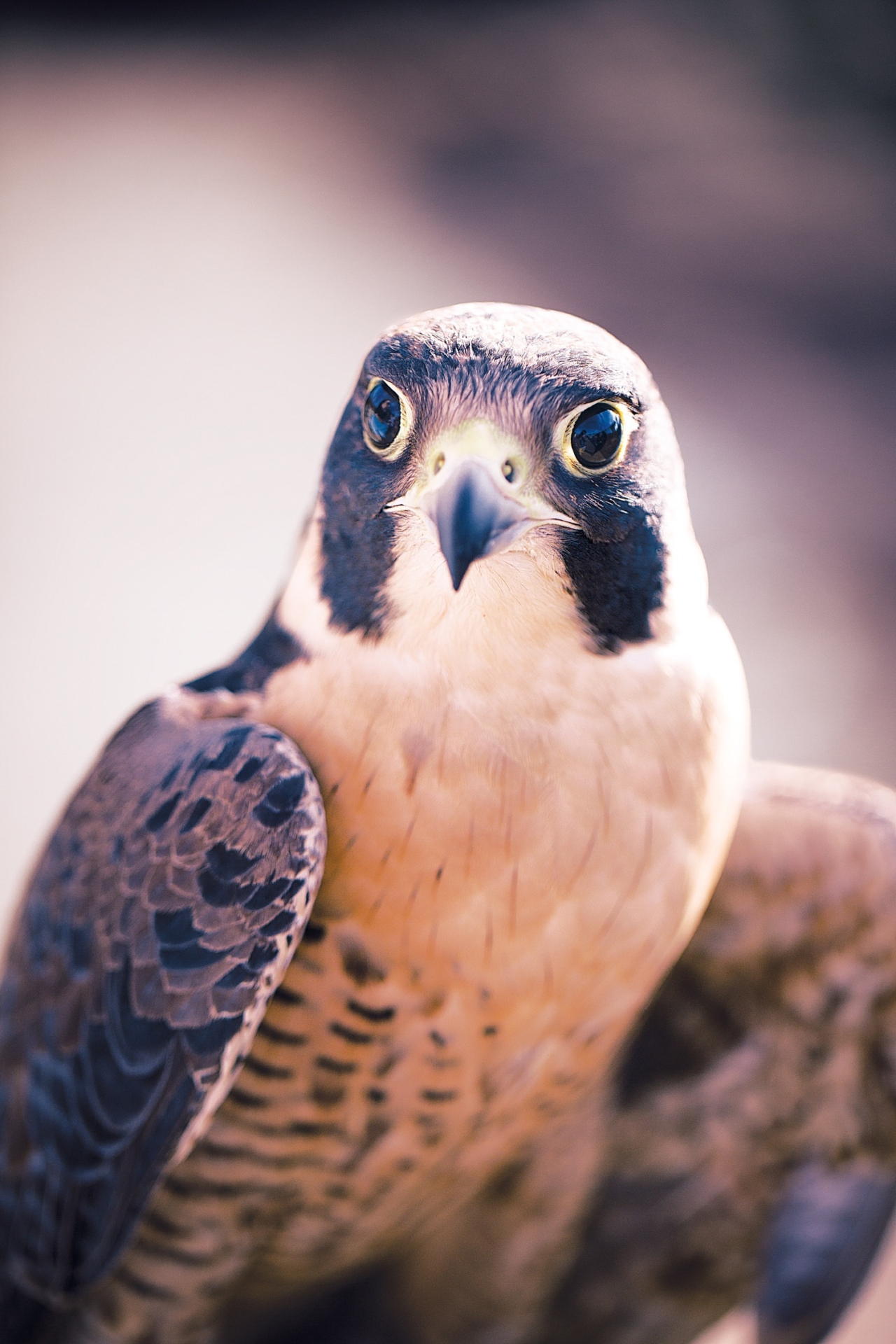 保たれた野生 Patagonia Stories