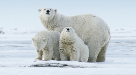 北極圏の遊牧民：写真家フロリアン・シュルツとのインタビュー