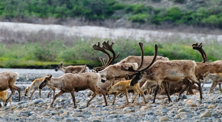 北極圏野生生物保護区を守る戦いは始まったばかり